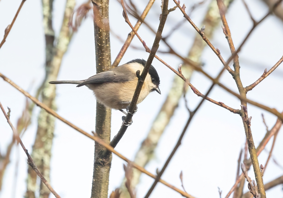 Recent Sightings 11th - 18th February